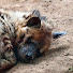 kRDMQtm2ldU-channel-avatar-Yeen Express