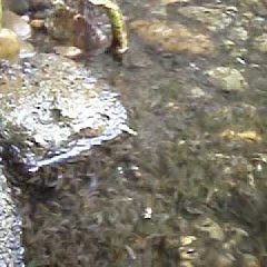 abflyfishing