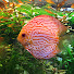 Nba36_PnACQ-channel-avatar-PlantedDiscusFishTank