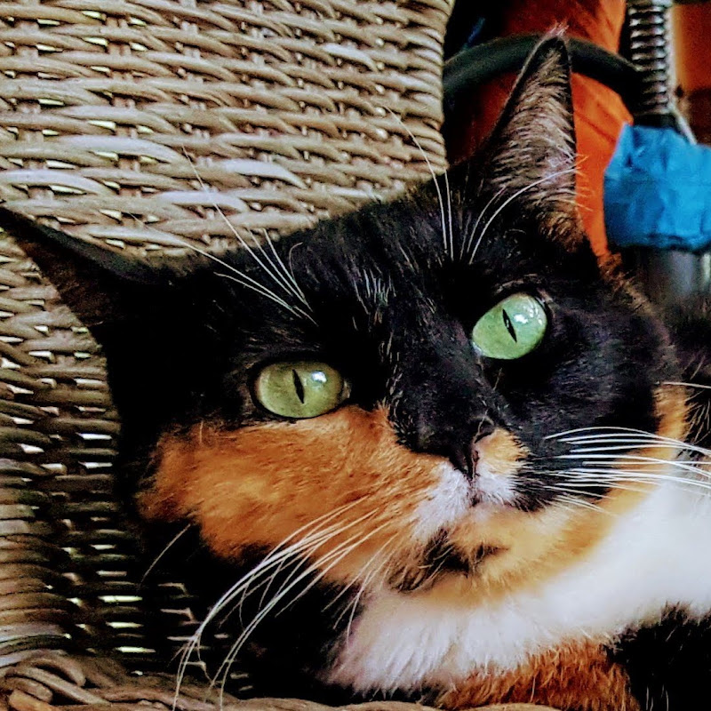 Mavis Housecat