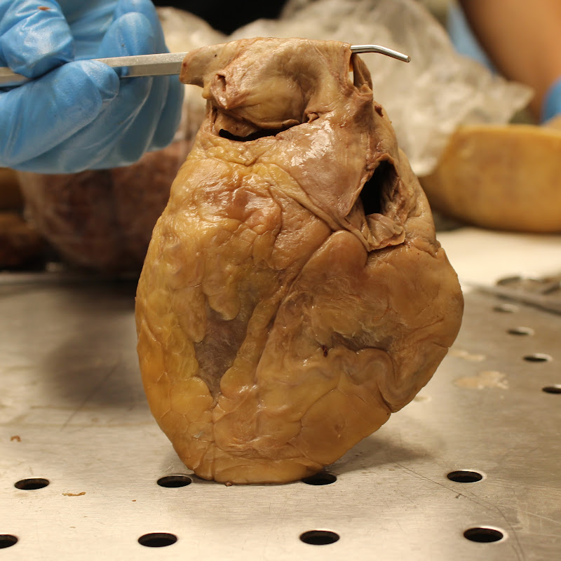 adivine anatomy