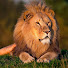 A3aNDiQbMoE-channel-avatar-azoz lion