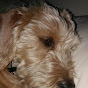oscarvio