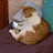 @axel_inu Avatar