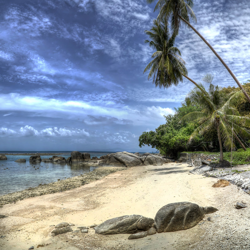 Tropical Life
