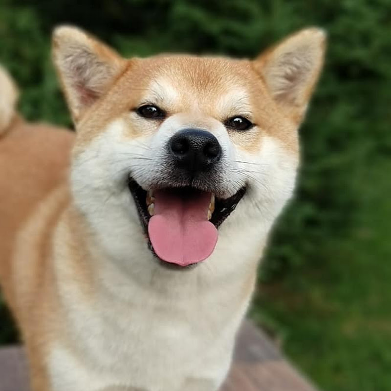ShibaInu &Friends