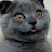 @smokeythecat8967's avatar