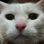 Nao M