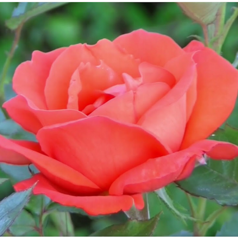 Jenny Phuong Cooking