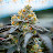 @1luv4204life