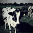 gUOrJWRibPU-channel-avatar-CowfarmerDan