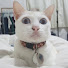 BeewXcvOJG4-channel-avatar-piesoup