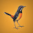 Rockjumper - Worldwide Birding Adventures