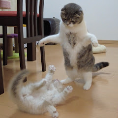 召喚獣はるとゆき