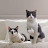 @user-qu1i8wh1is92