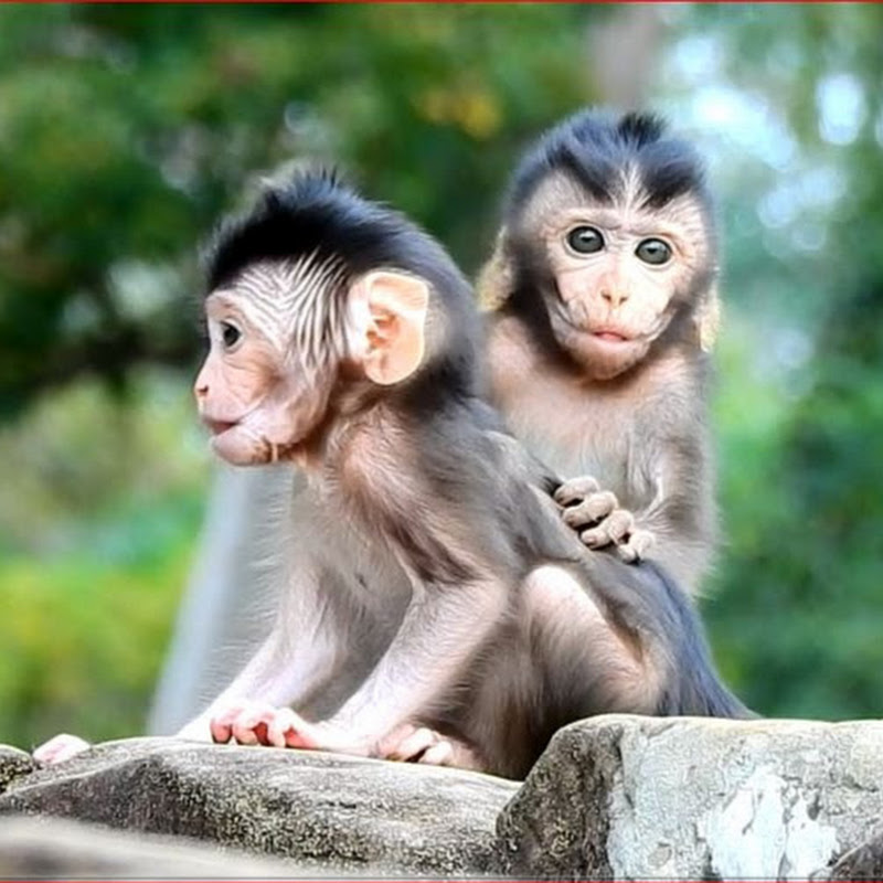 How Monkey Cry