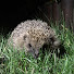 yC8Xfo6loTM-channel-avatar-Hedgehog's Hollow