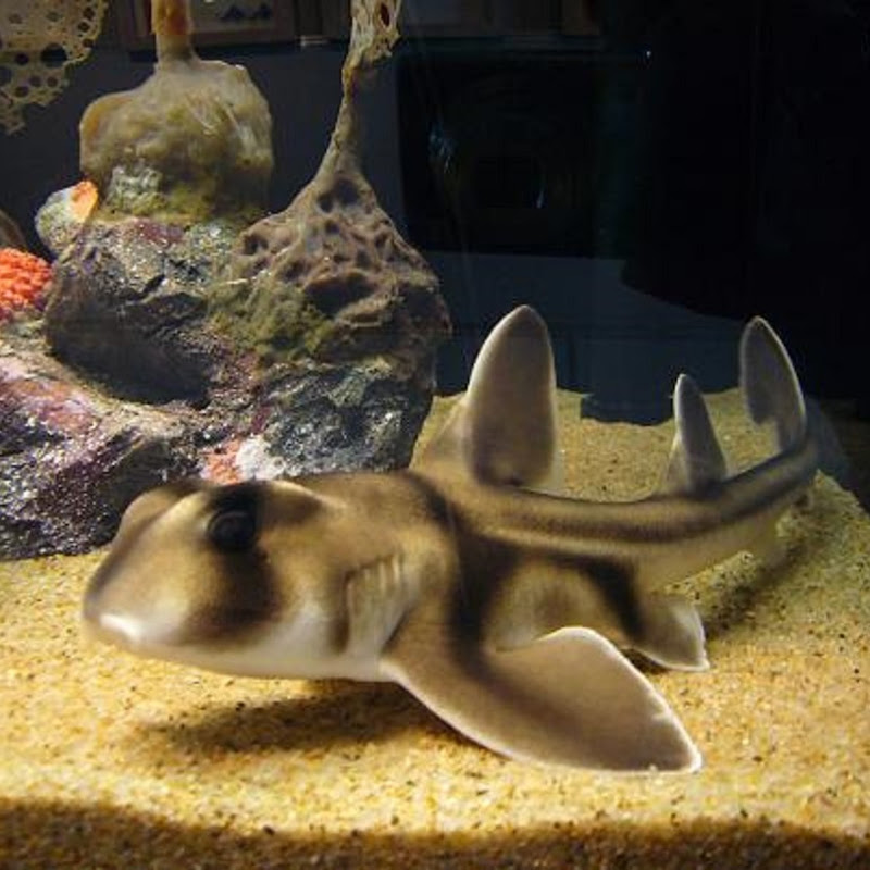 ともぽんのサムネイル