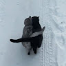 Автор