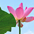 Channel Image