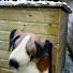 S6cdm88Ilkk-channel-avatar-Kameeltjah
