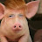 @stizzygrayson5541 Avatar