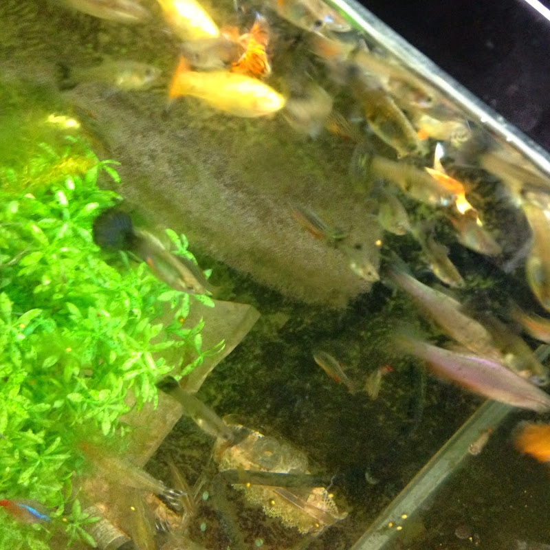 かぶらのサムネイル