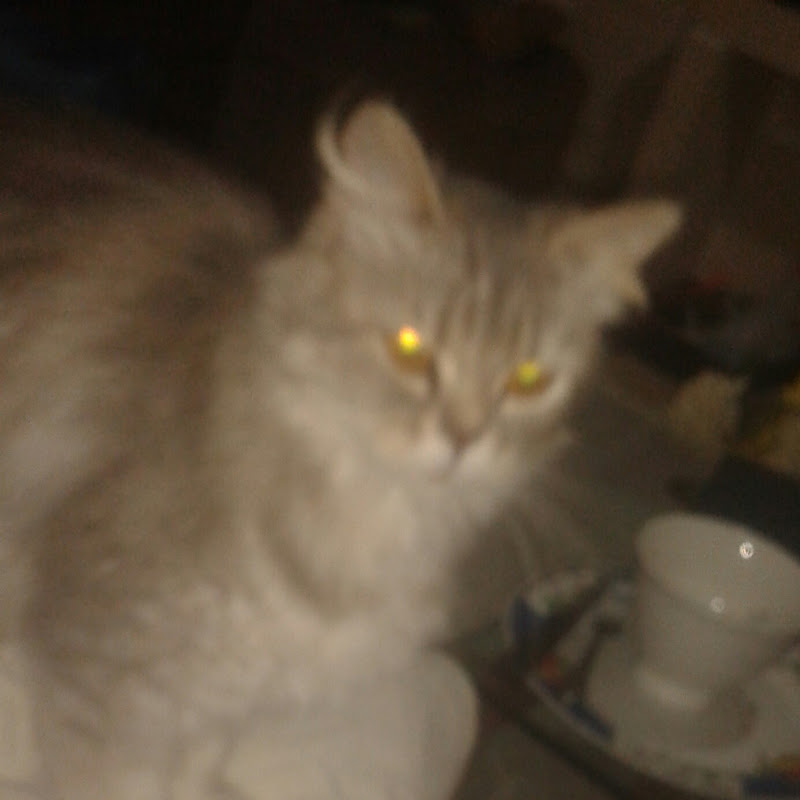 Emily The Cat