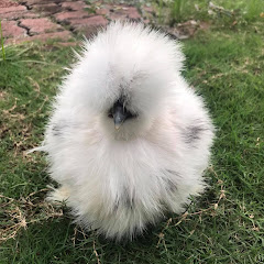 Silkie Chicken Farm
