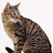 @tedcapellos3676's avatar