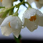 Yasemin Gotovit Image Thumbnail