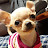 @chihuahuadongdonge