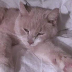 CrazyCatLadyVideos