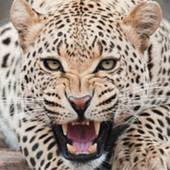 Channel thumbnail for Life Of Big Cat