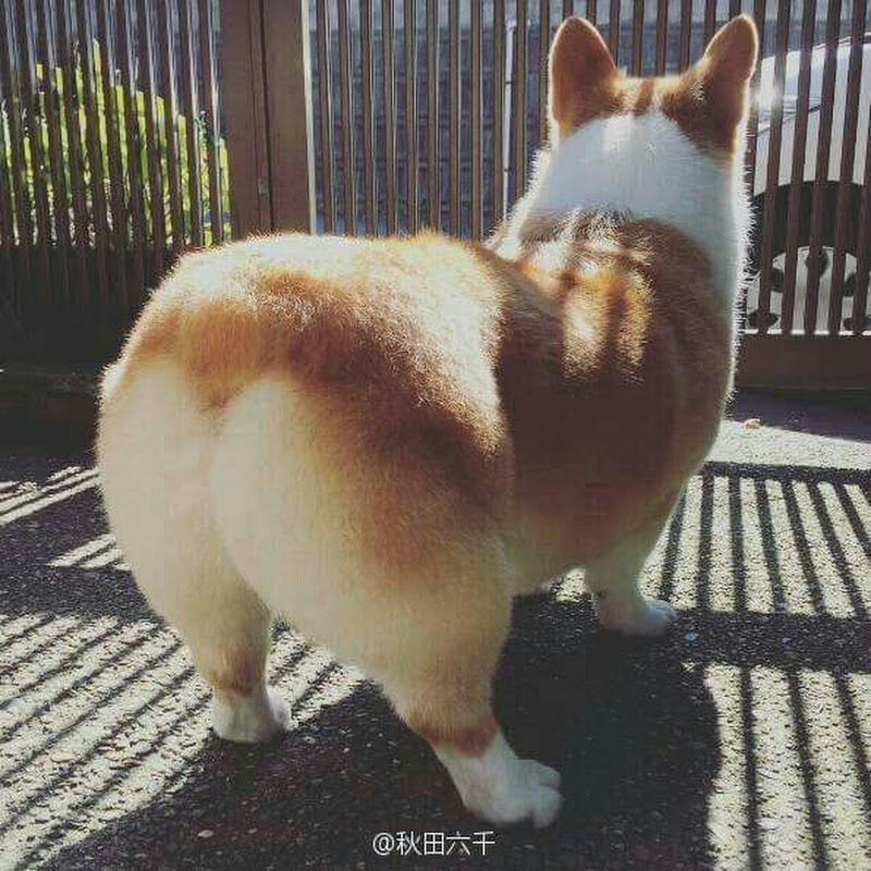 김섹시의리듬채널