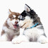 CVWgX_78_Fs-channel-avatar-Ahl & Jagger Husky Bros