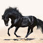 Stallions Bazaar LLC logo