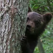 北海道 ヒグマチャンネル