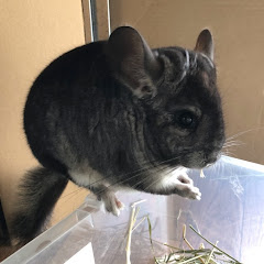 ーちょこ