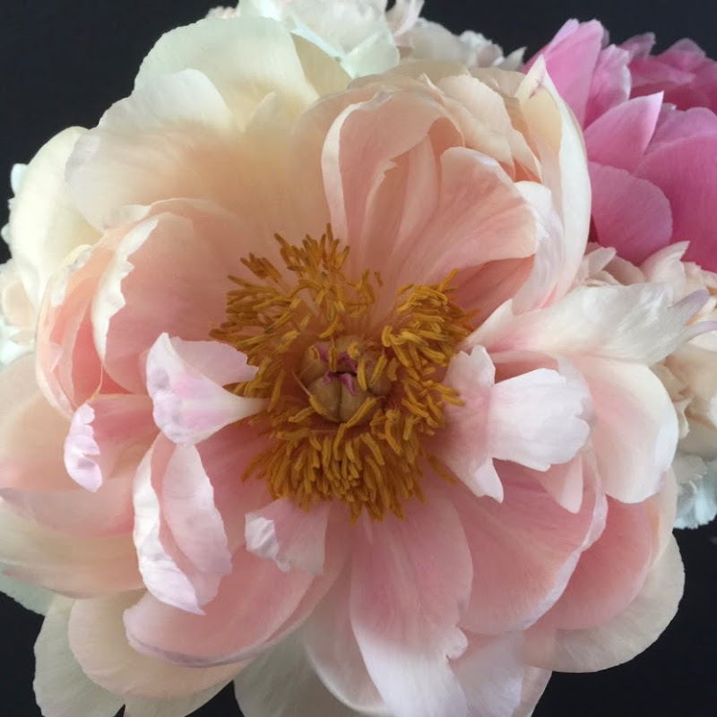 The Flower Podcast cover art