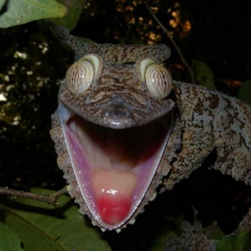 UglyGekko
