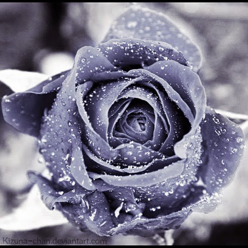 WinterRose711