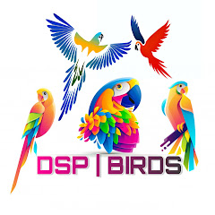 Channel thumbnail for DSP BIRDS