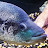 @mk_cichlids Avatar
