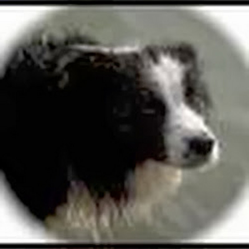 ness logo