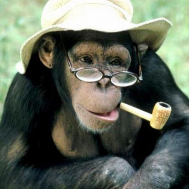 Wise Monkey icon