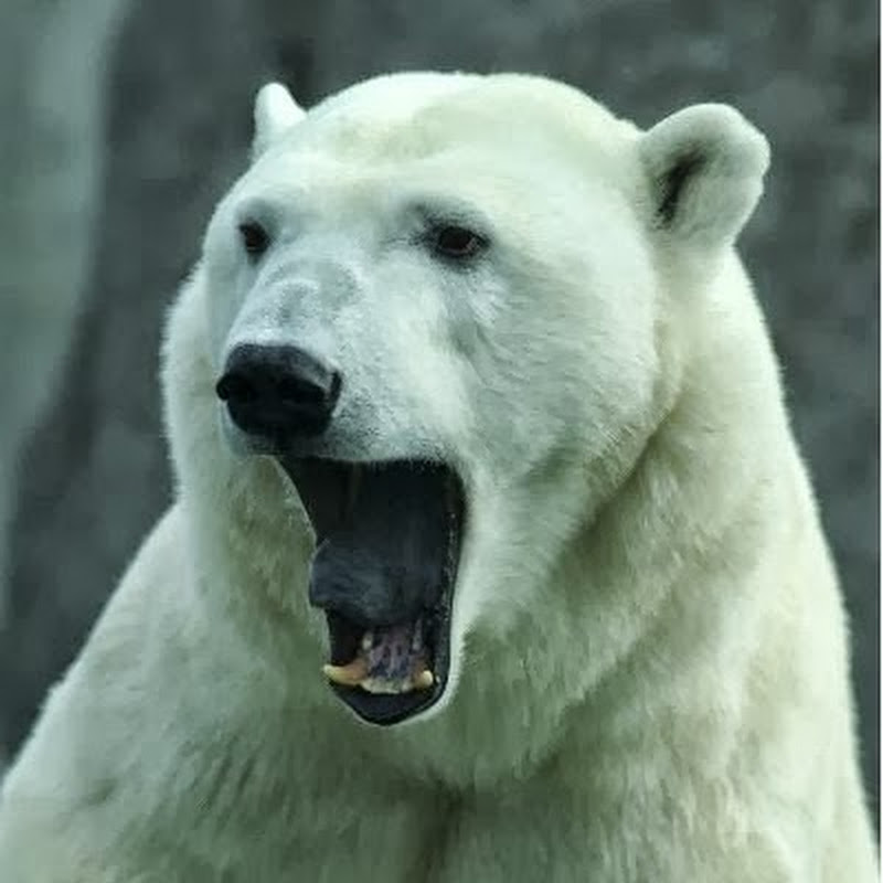 Channel Avatar
