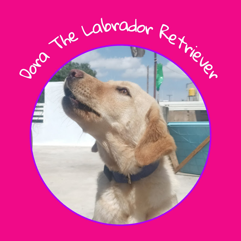 DORA The Labrador Retriever