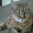 @Honk_Clank's avatar
