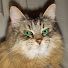 VjprNONUEfQ-channel-avatar-morkthecat